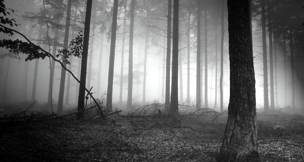 bosque-1024x548 El inquietante silencio del universo
